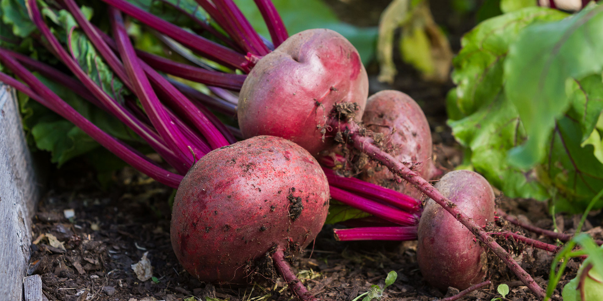 The Suprising Vegetables You Can Grown in Your Own Garden!